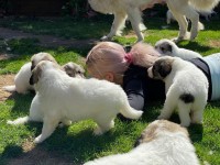 /album/en-fotogaleria/70895810-3045008648873888-2702394642413912064-n-jpg2/