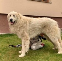 /album/en-fotogaleria/170192068-10217980220329553-9136687079684676839-n-jpg/