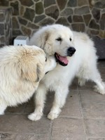 /album/en-fotogaleria/122550992-4563542903687114-3740129290722841396-n-jpg2/