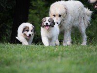 /album/en-fotogaleria/p1015163-jpg2/