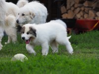 /album/en-fotogaleria/p1015149-jpg/